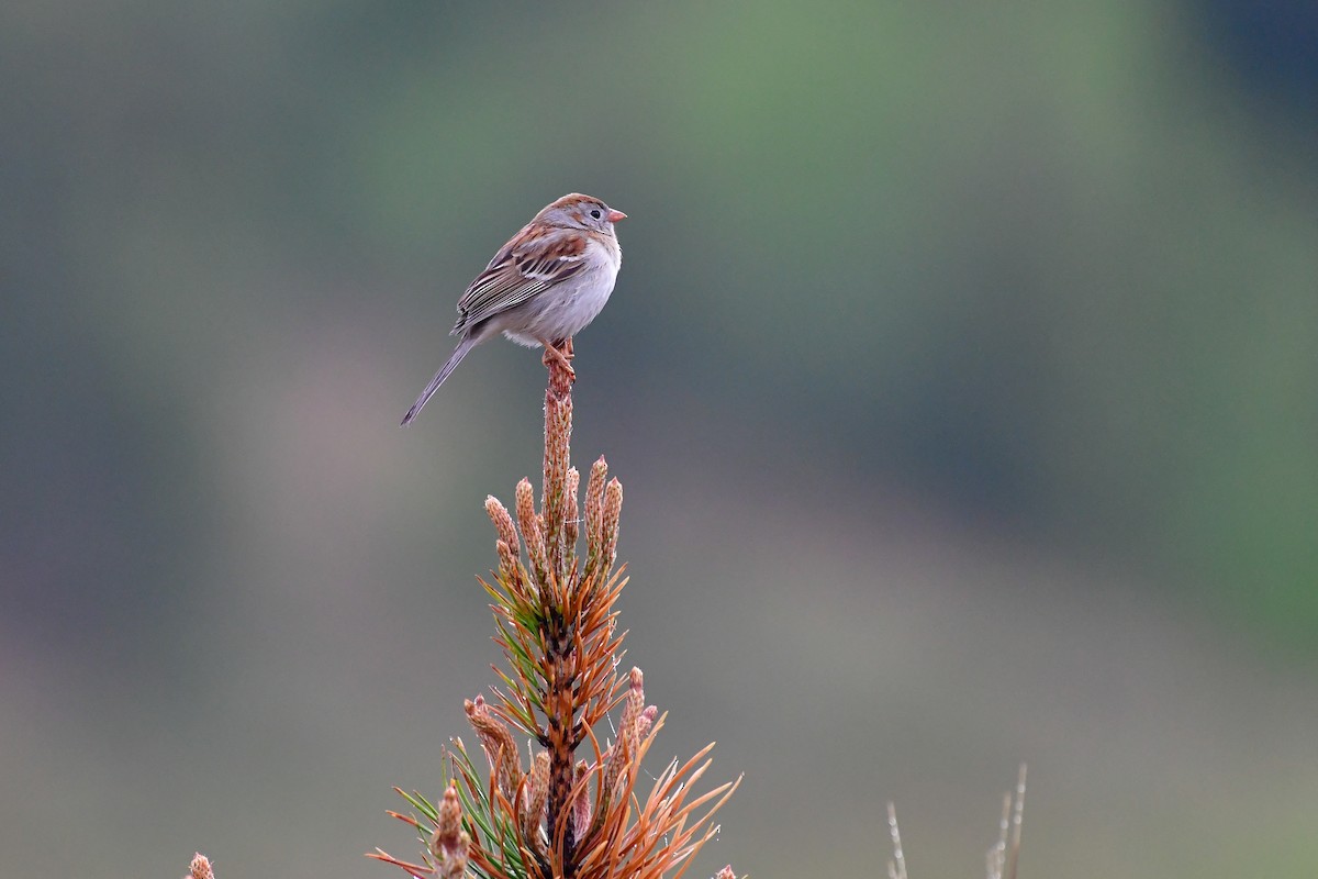 Field Sparrow - Cristine Van Dyke