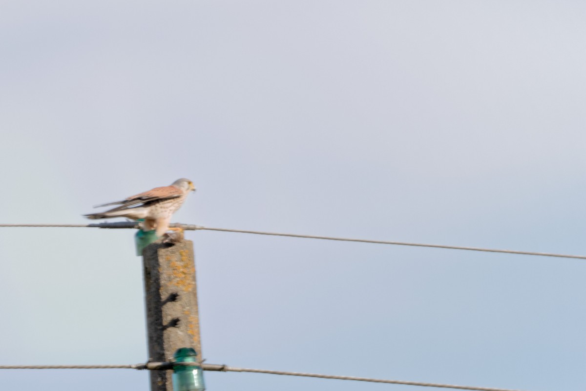 Eurasian Kestrel - ML619220955