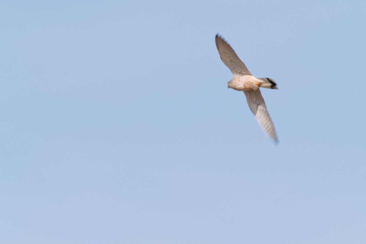 Eurasian Kestrel - ML619220957