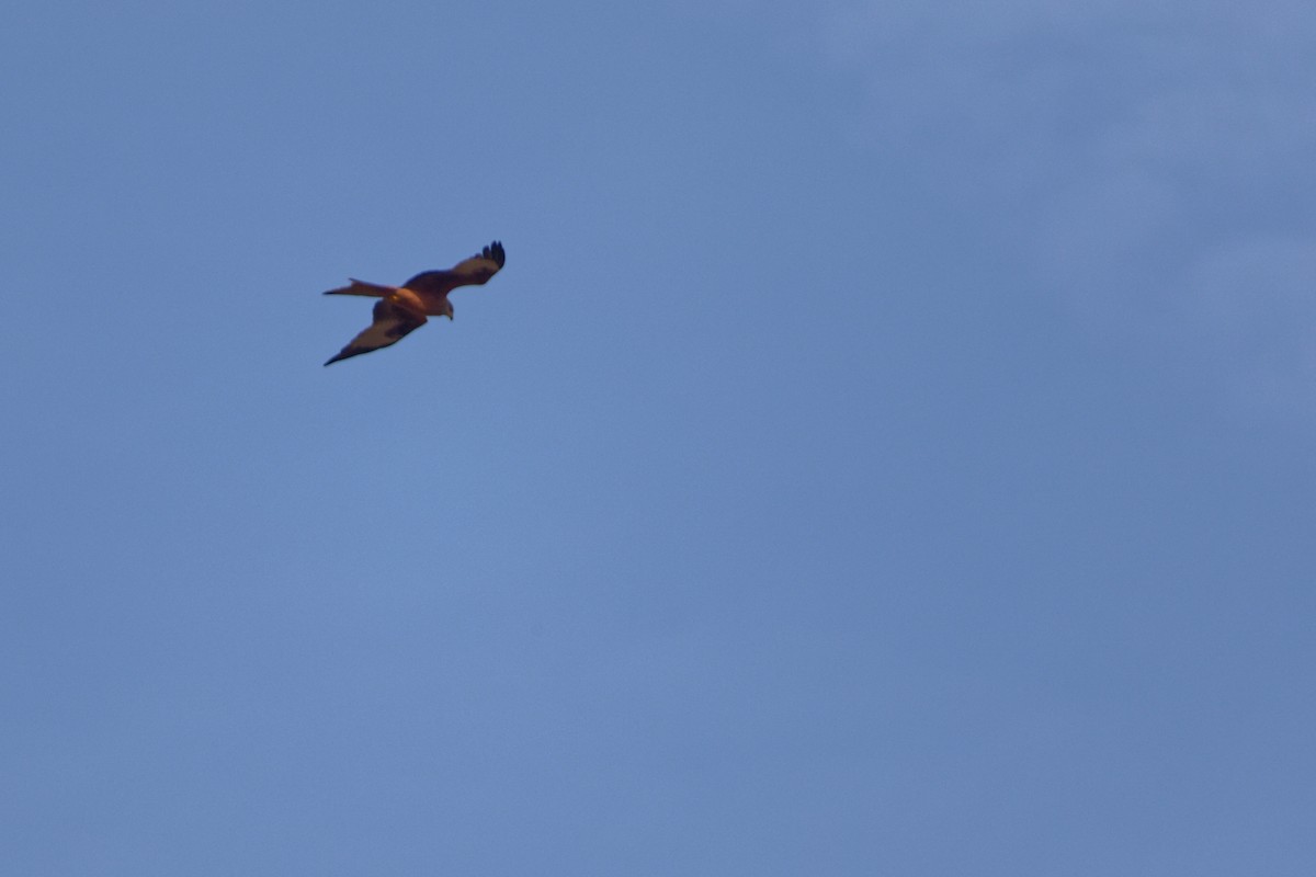 Red Kite - Christophe PASQUIER