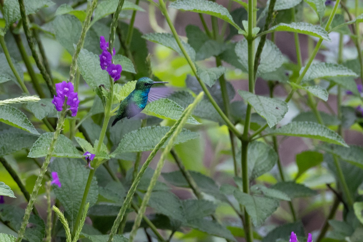 kolibřík modroocasý - ML619220971