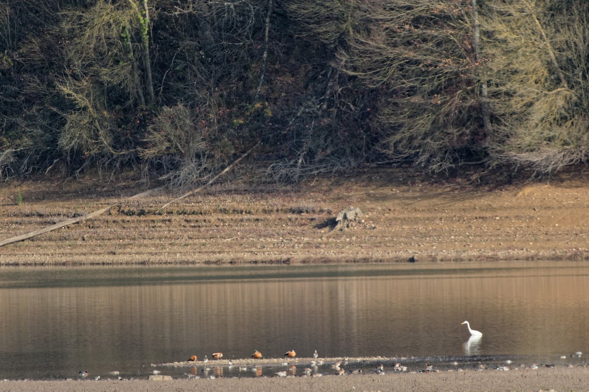 Ruddy Shelduck - ML619220975