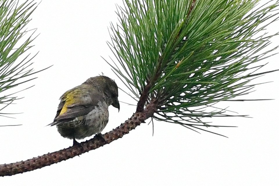 Red Crossbill - Cristine Van Dyke