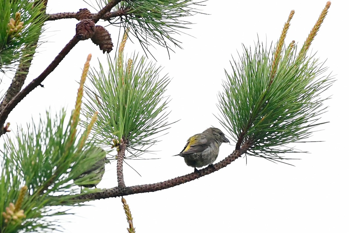 Red Crossbill - Cristine Van Dyke