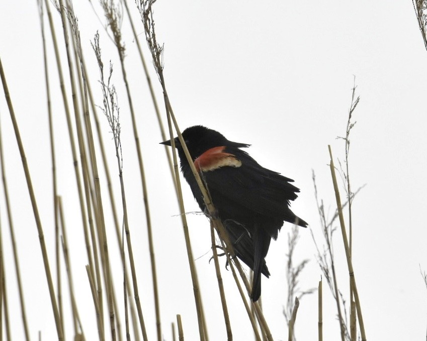 Red-winged Blackbird - Heather Pickard