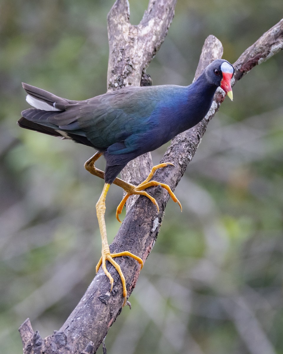 Purple Gallinule - Susan Brickner-Wren