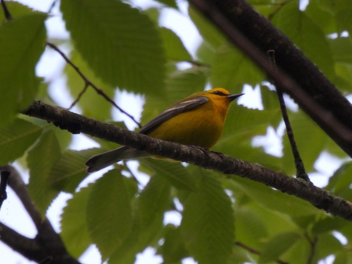 Blue-winged Warbler - Jenny Young