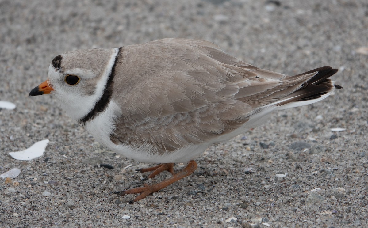 Piping Plover - Paul  McPartland