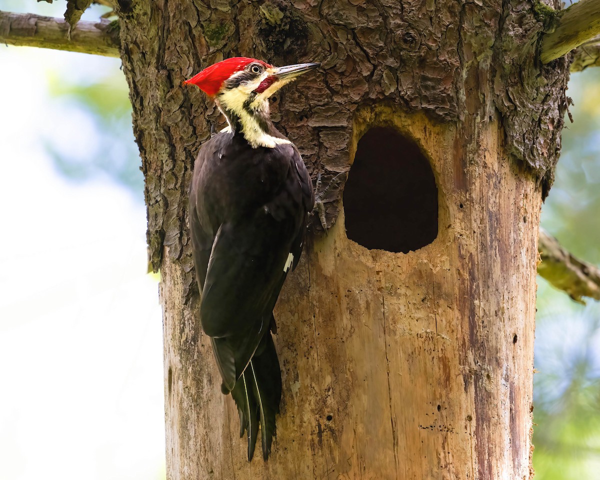 Pileated Woodpecker - Brian Smith