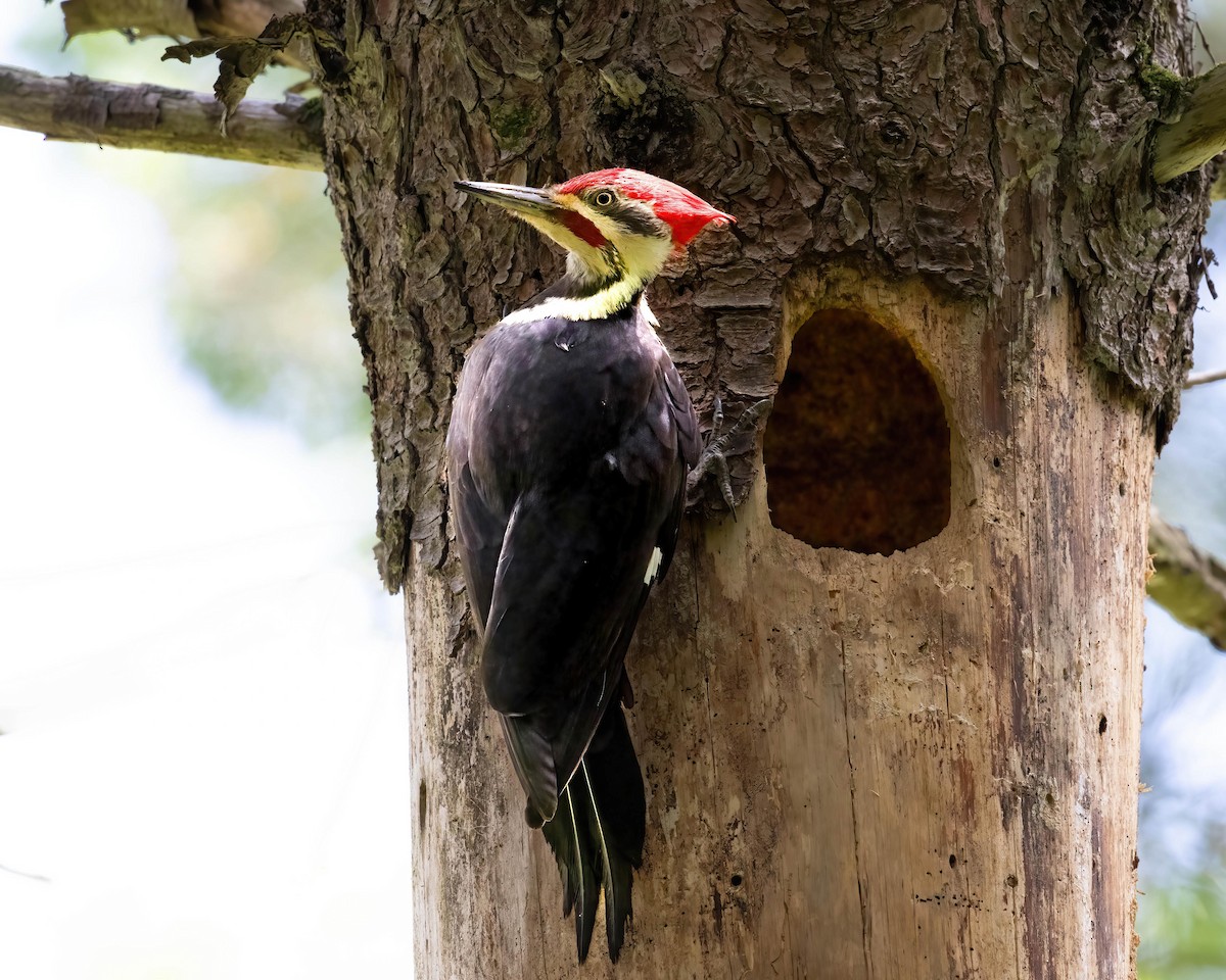 Pileated Woodpecker - Brian Smith