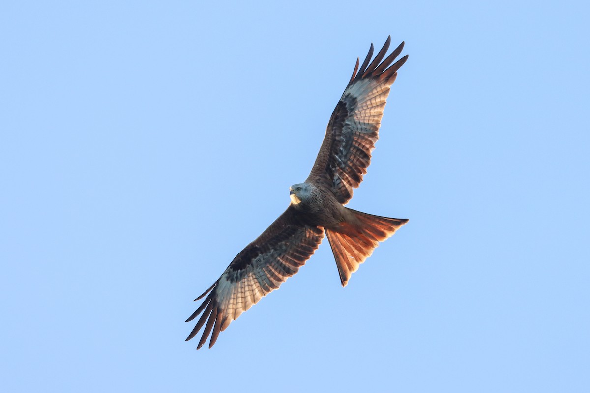 Red Kite - Henry Wyn-Jones