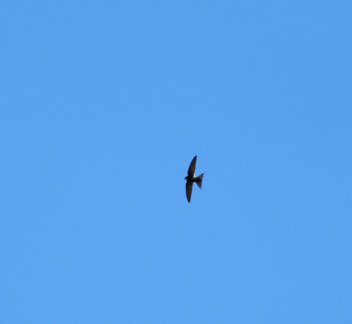 White-rumped Swift - ML619221029