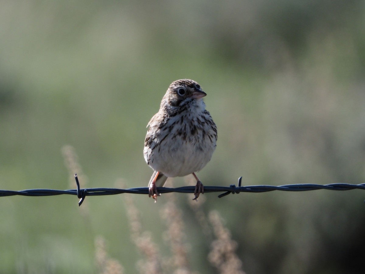 Vesper Sparrow - ML619221034