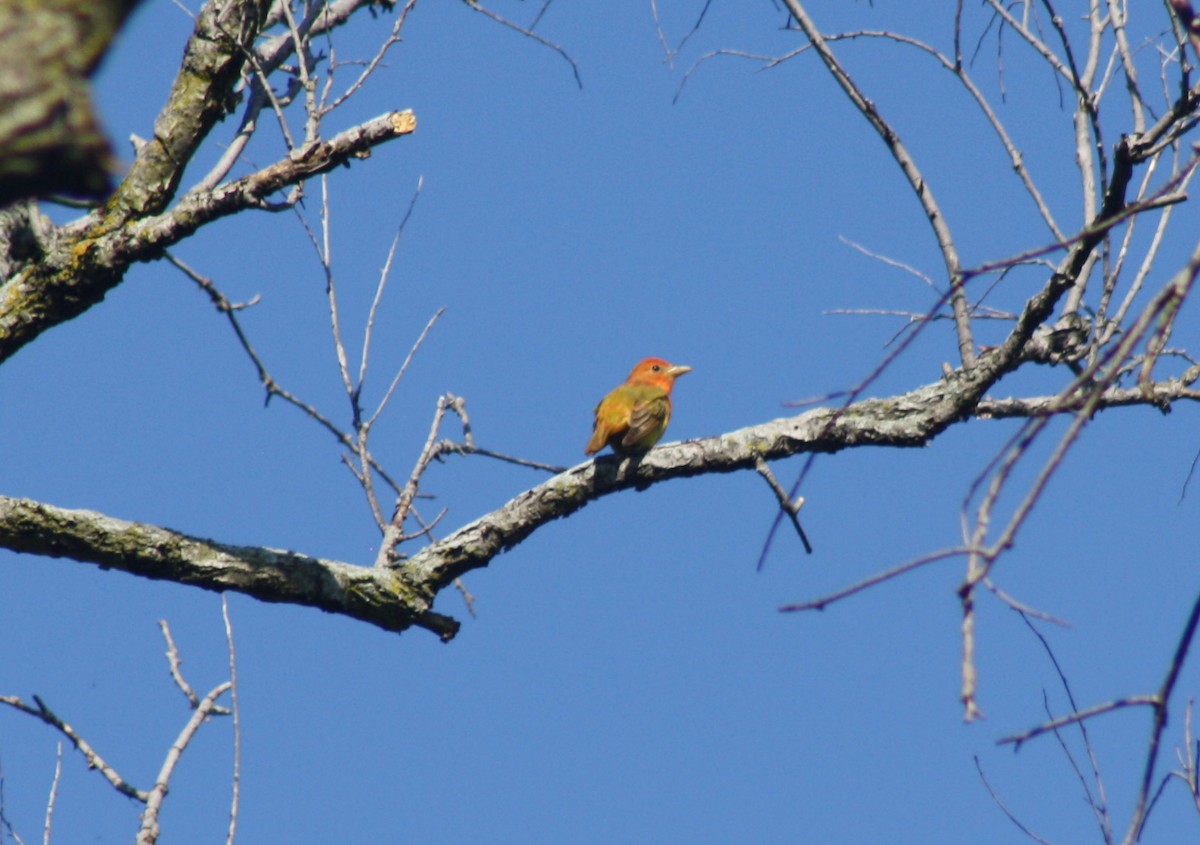 Summer Tanager - ML619221036