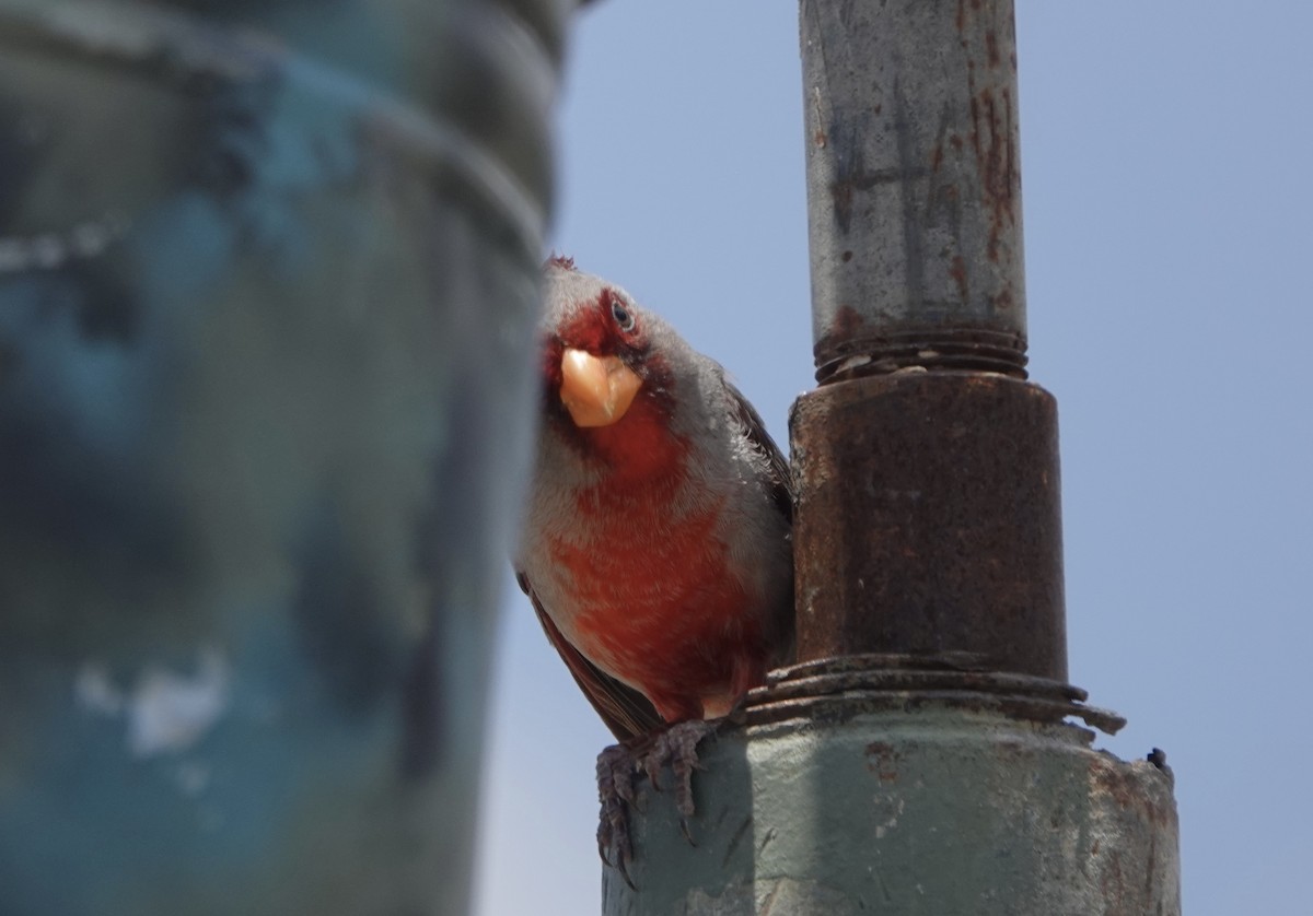 Pyrrhuloxia - Mary Kimberly