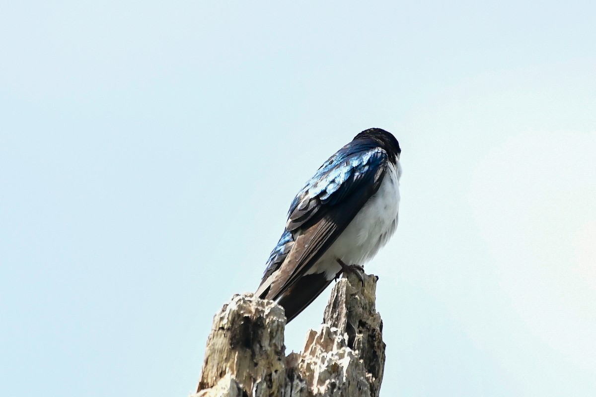 Tree Swallow - ML619221045