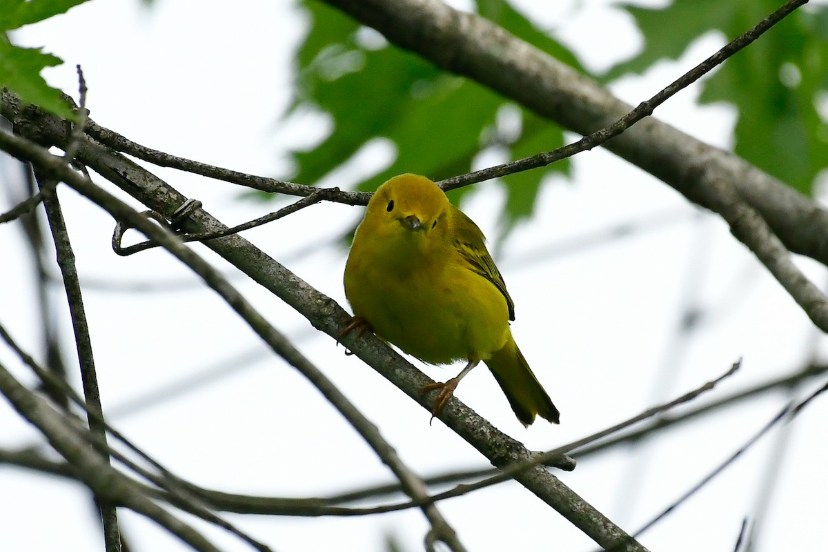 Yellow Warbler - Cristine Van Dyke