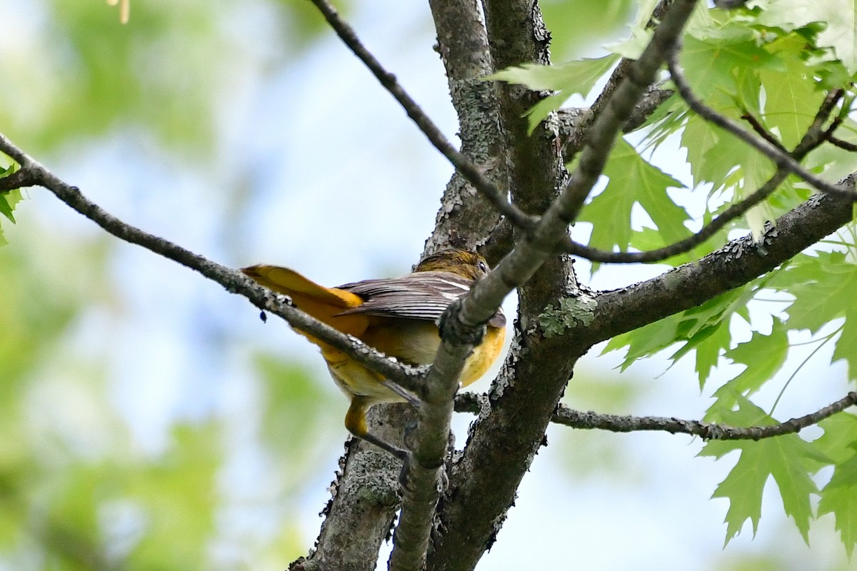 Baltimore Oriole - Cristine Van Dyke