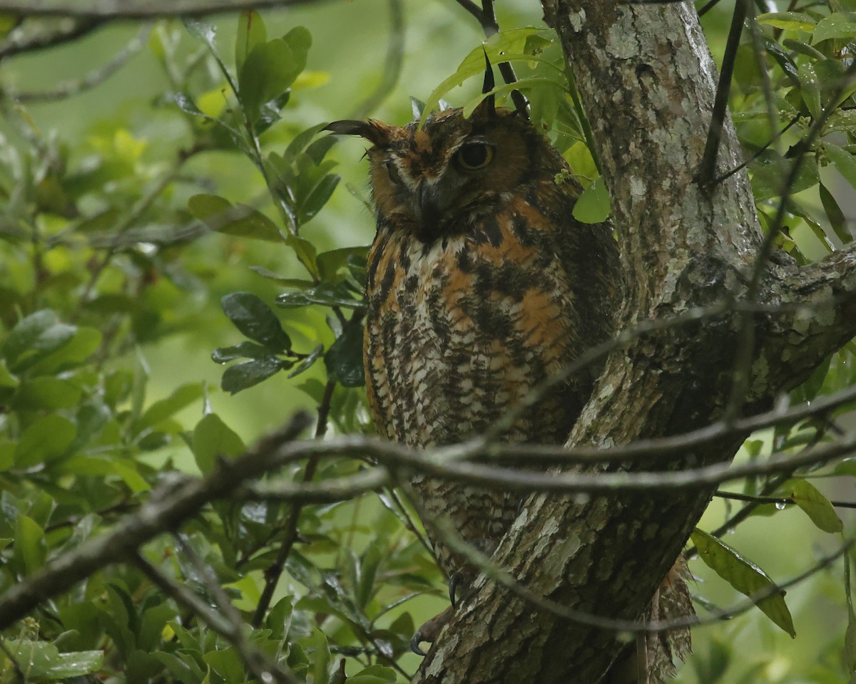 Great Horned Owl - Pat Draisey