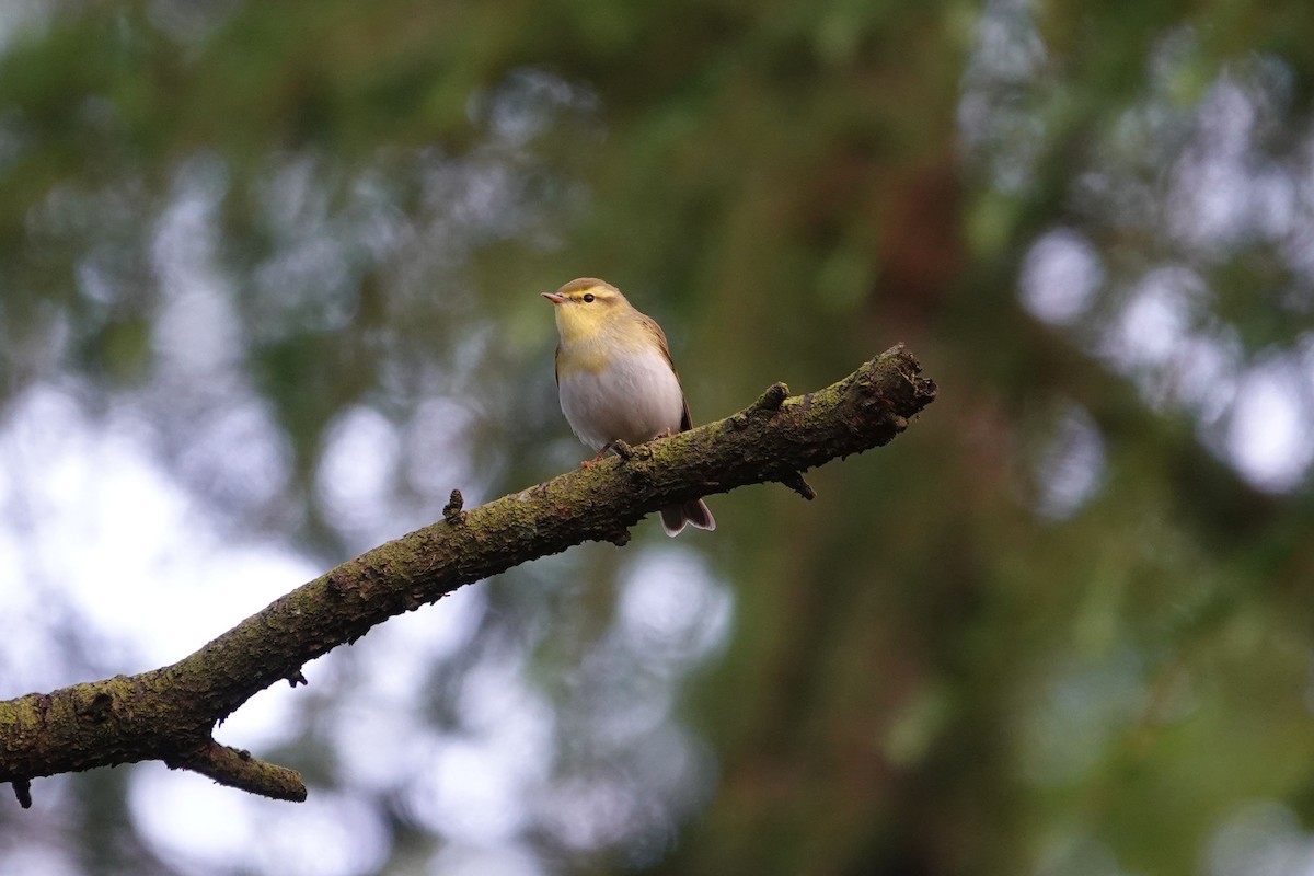 Wood Warbler - Ray Scally