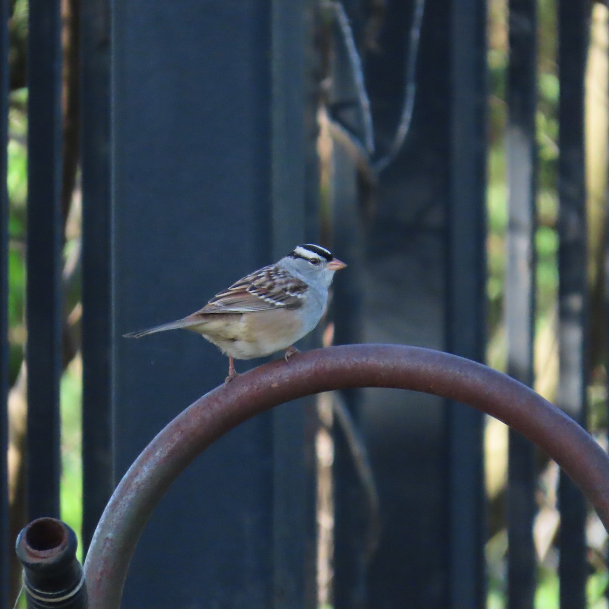 White-crowned Sparrow - Richard Fleming