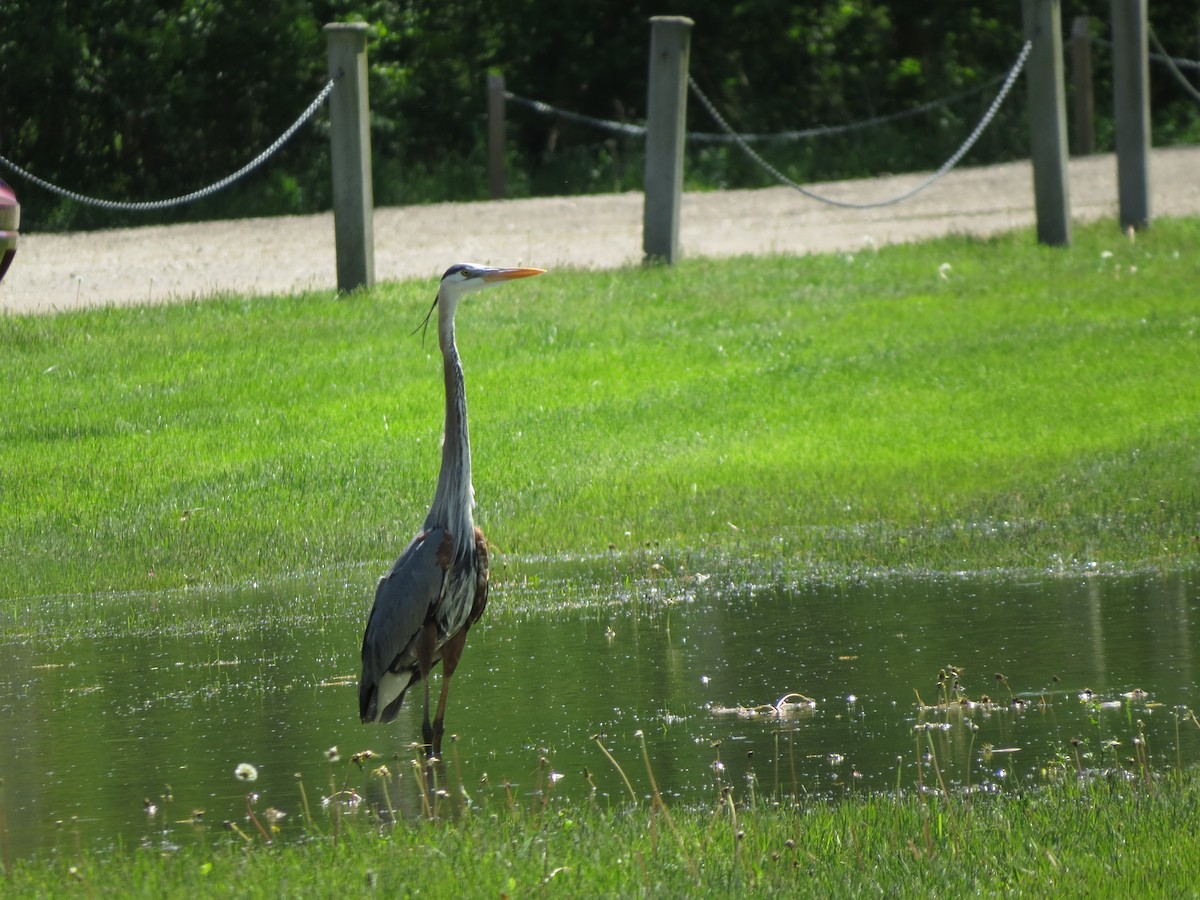 Great Blue Heron - ML619221090