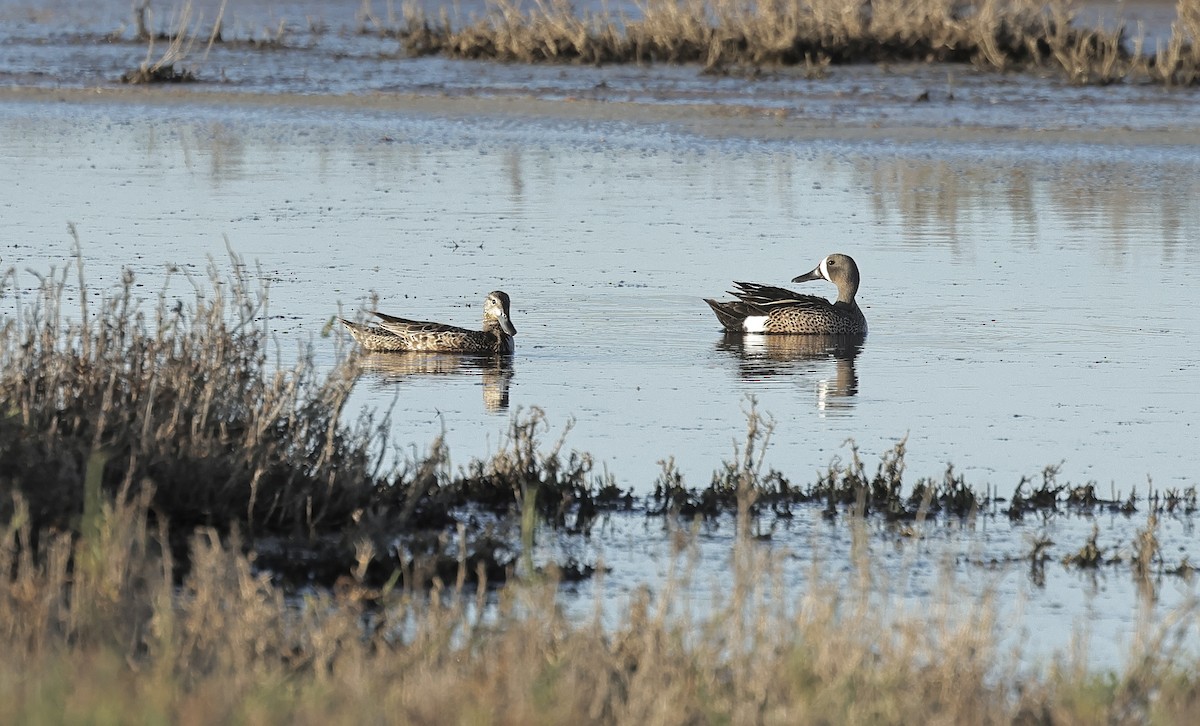 Blue-winged Teal - ML619221091