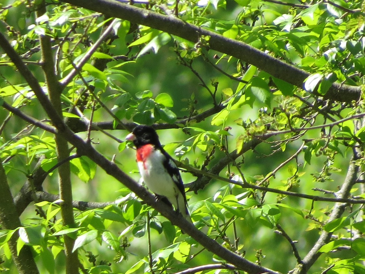 Cardinal à poitrine rose - ML619221103