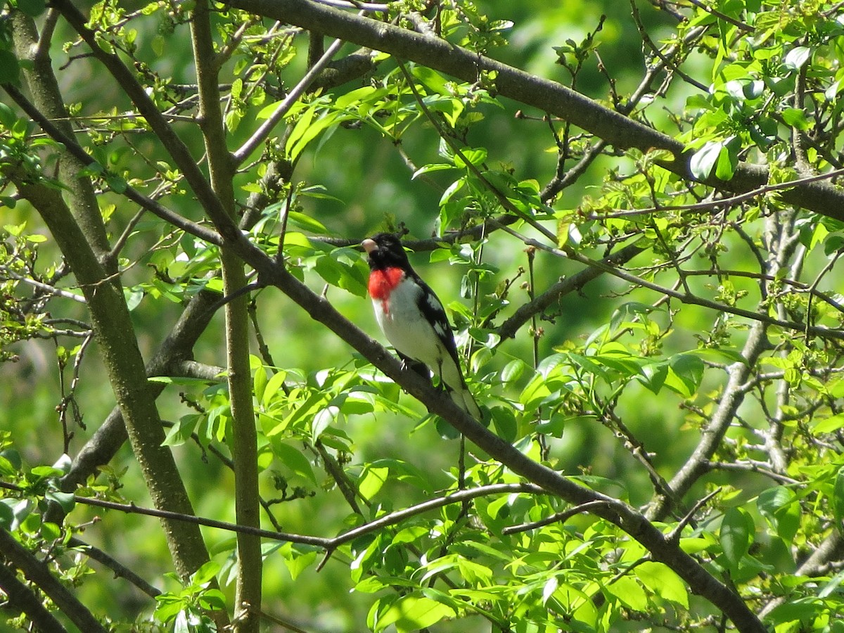 Cardinal à poitrine rose - ML619221105