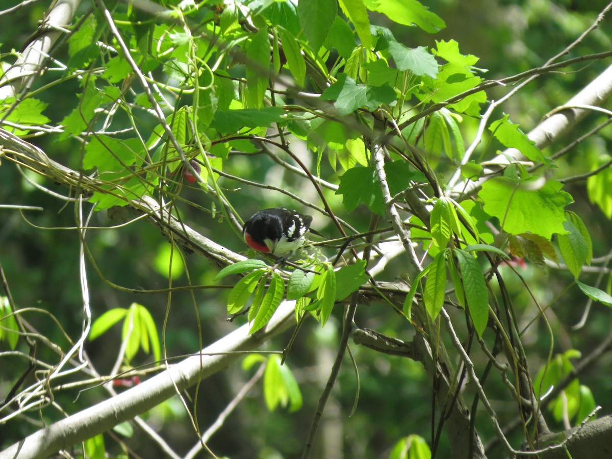 Rose-breasted Grosbeak - ML619221106