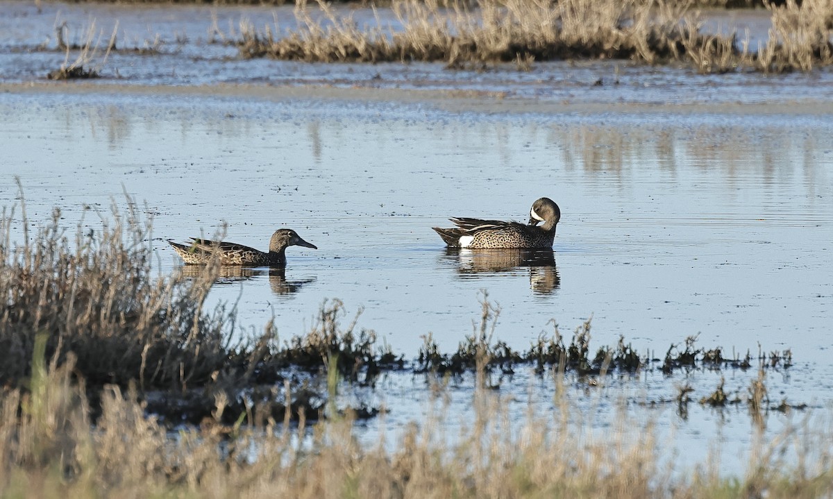 Blue-winged Teal - ML619221112