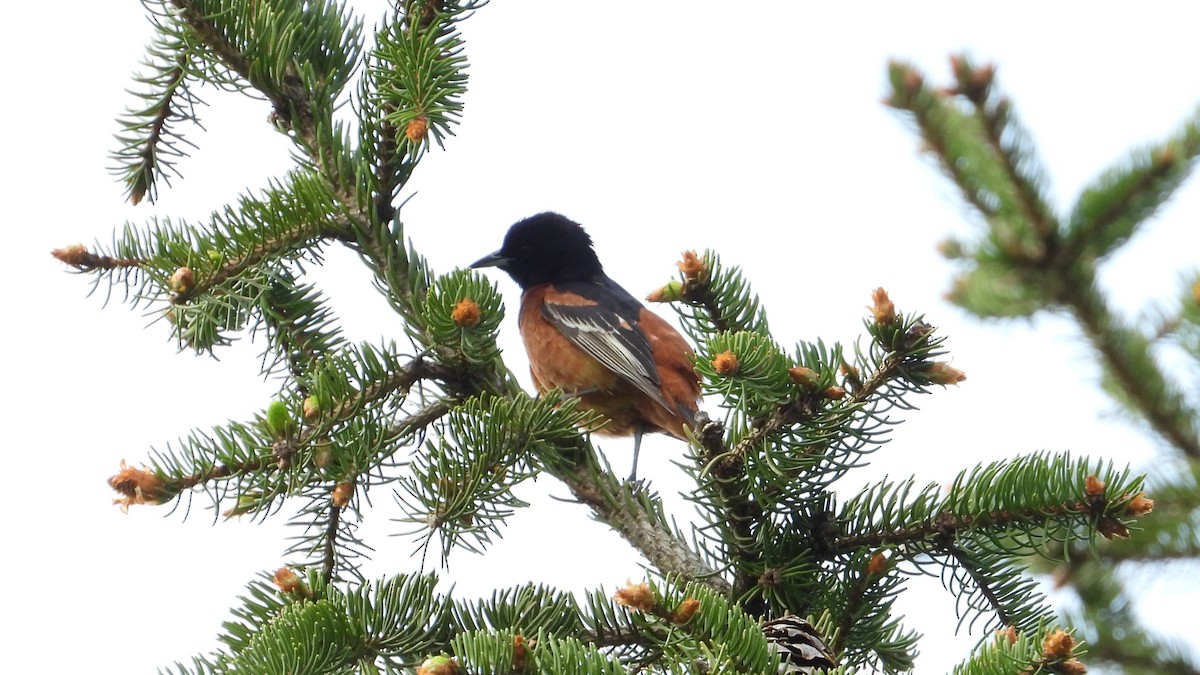 Orchard Oriole - Dan J. MacNeal