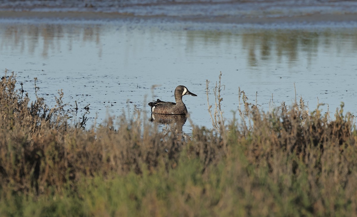 Blue-winged Teal - ML619221119