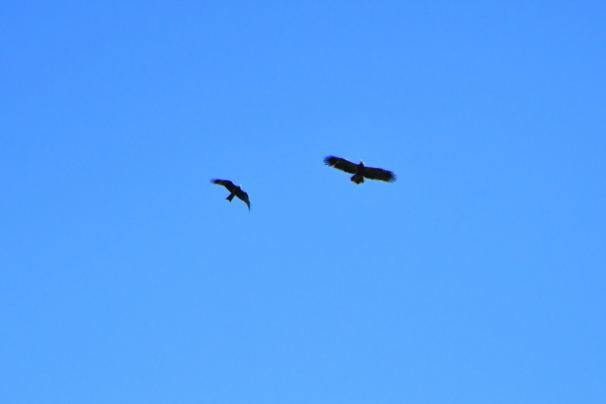 Lesser Spotted Eagle - ML619221136