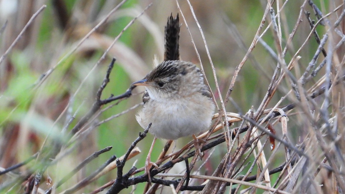 Sedge Wren - Dan J. MacNeal