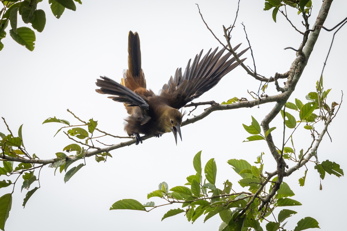 Russet-backed Oropendola - Susan Brickner-Wren