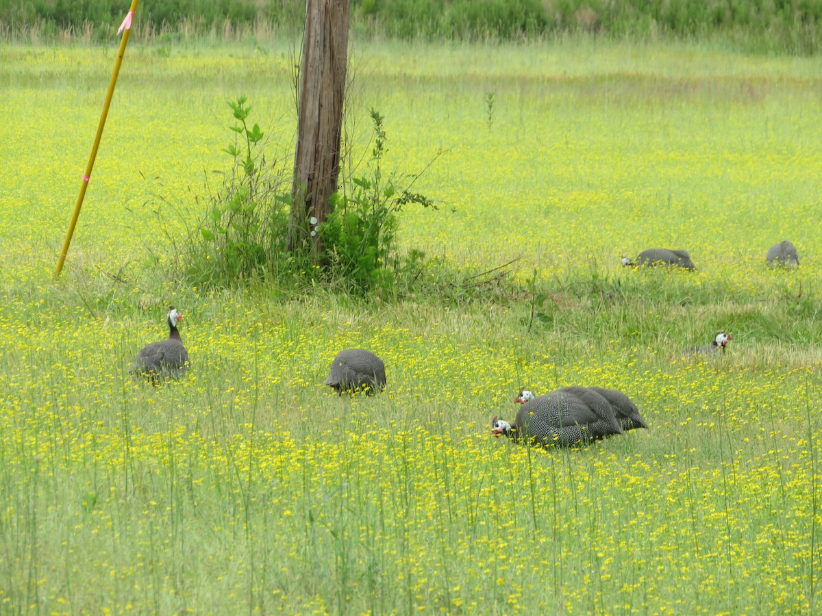 Helmeted Guineafowl - Arlene Prescott