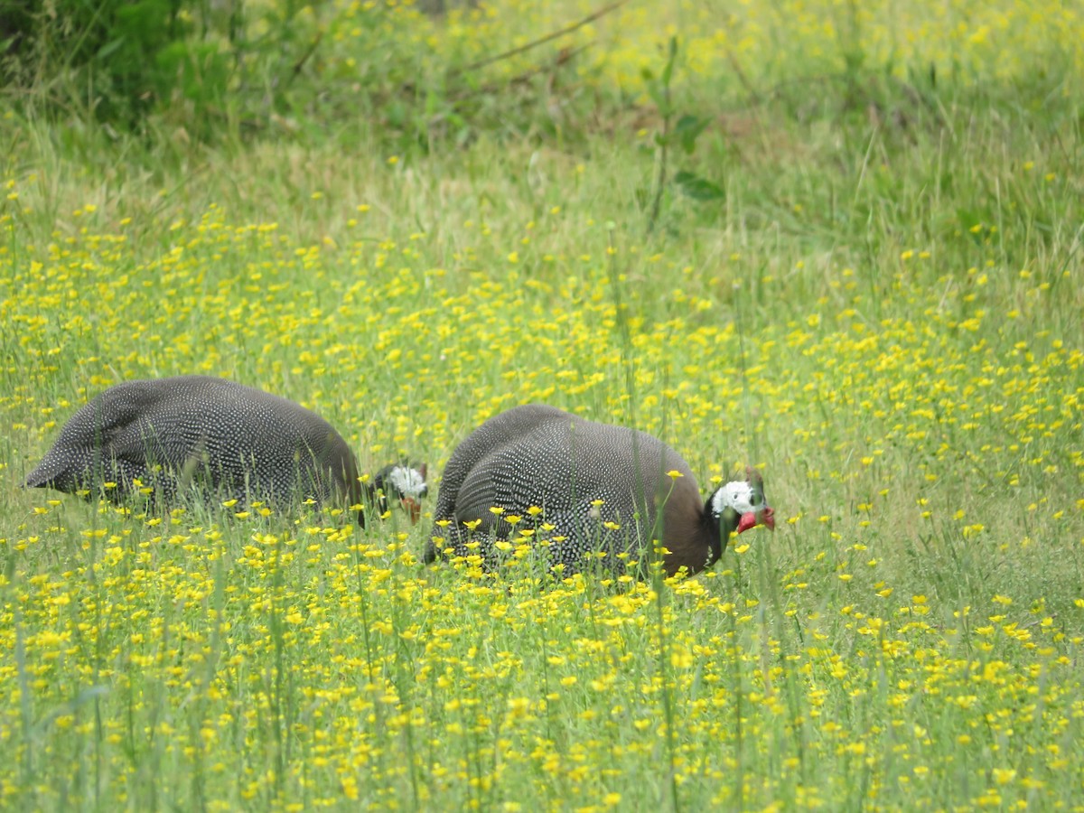 Helmeted Guineafowl - Arlene Prescott