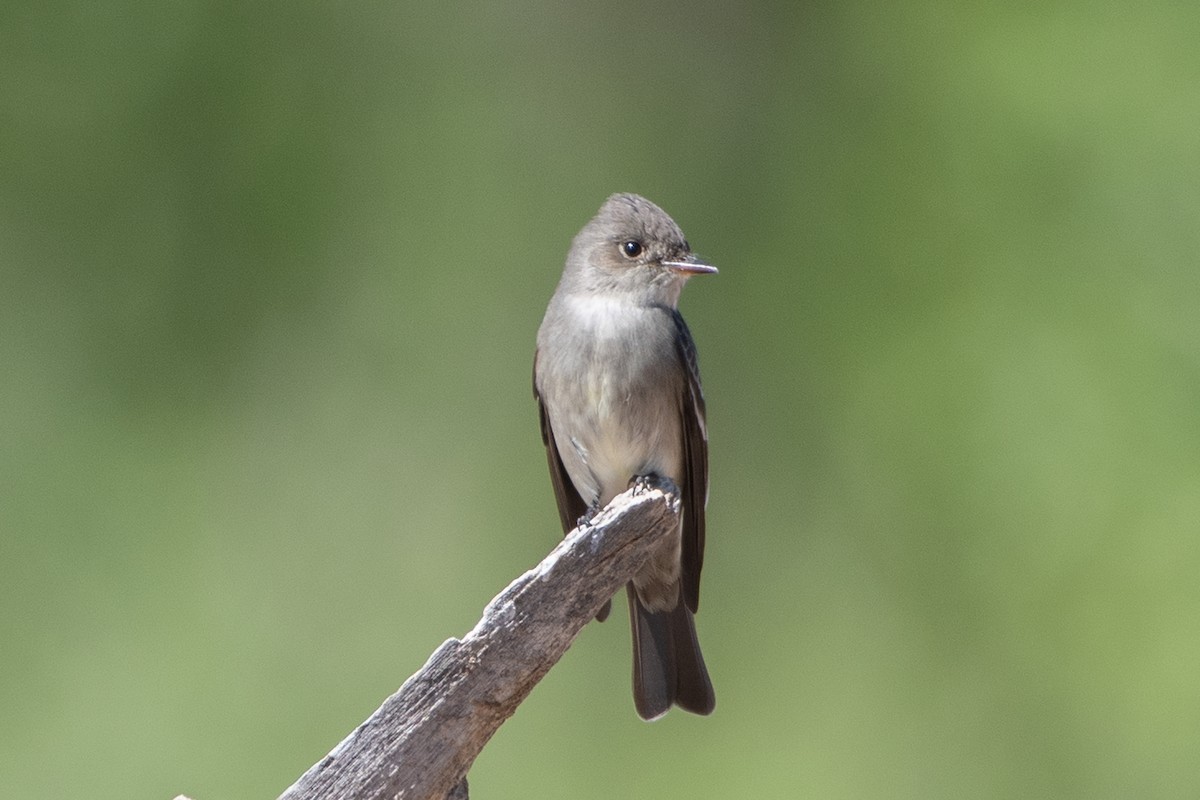 Western Wood-Pewee - Nate Gowan