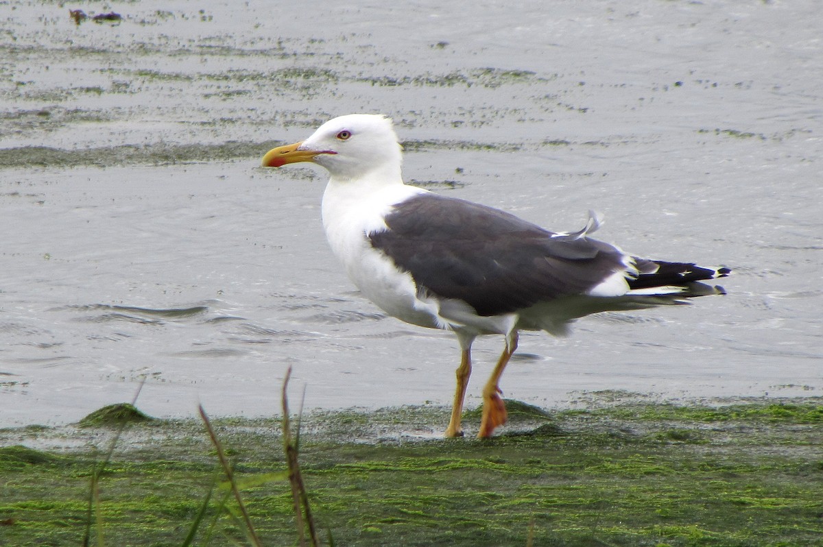 Gaviota Sombría - ML619221202