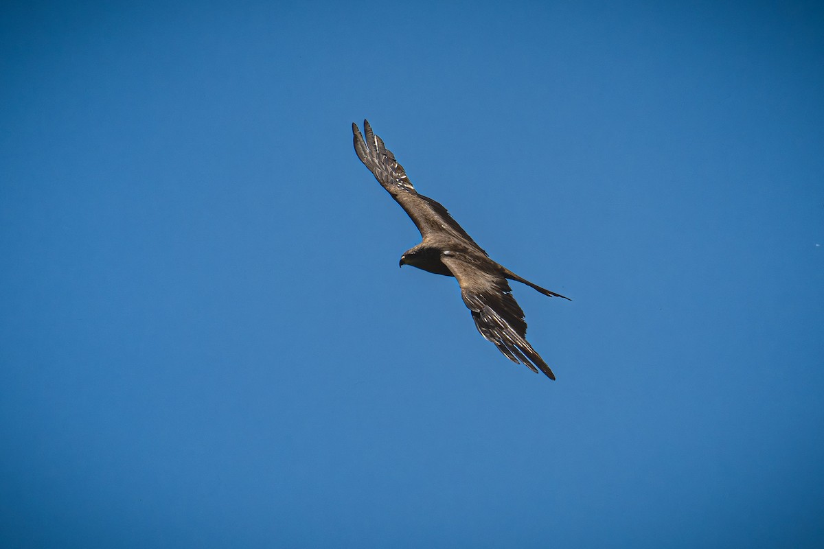 Black Kite - Kaltag .