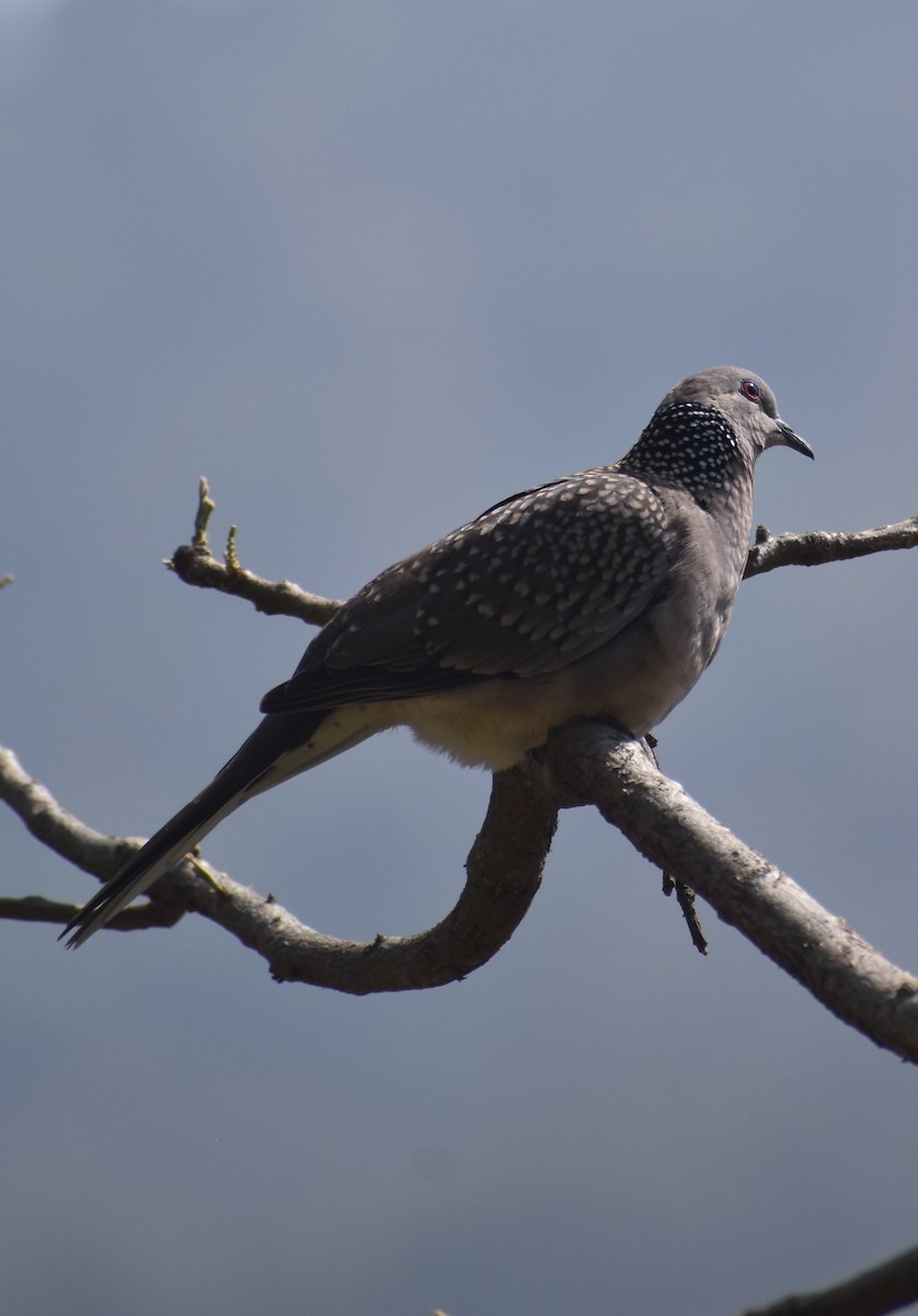 Spotted Dove - SUMIT JOSHI