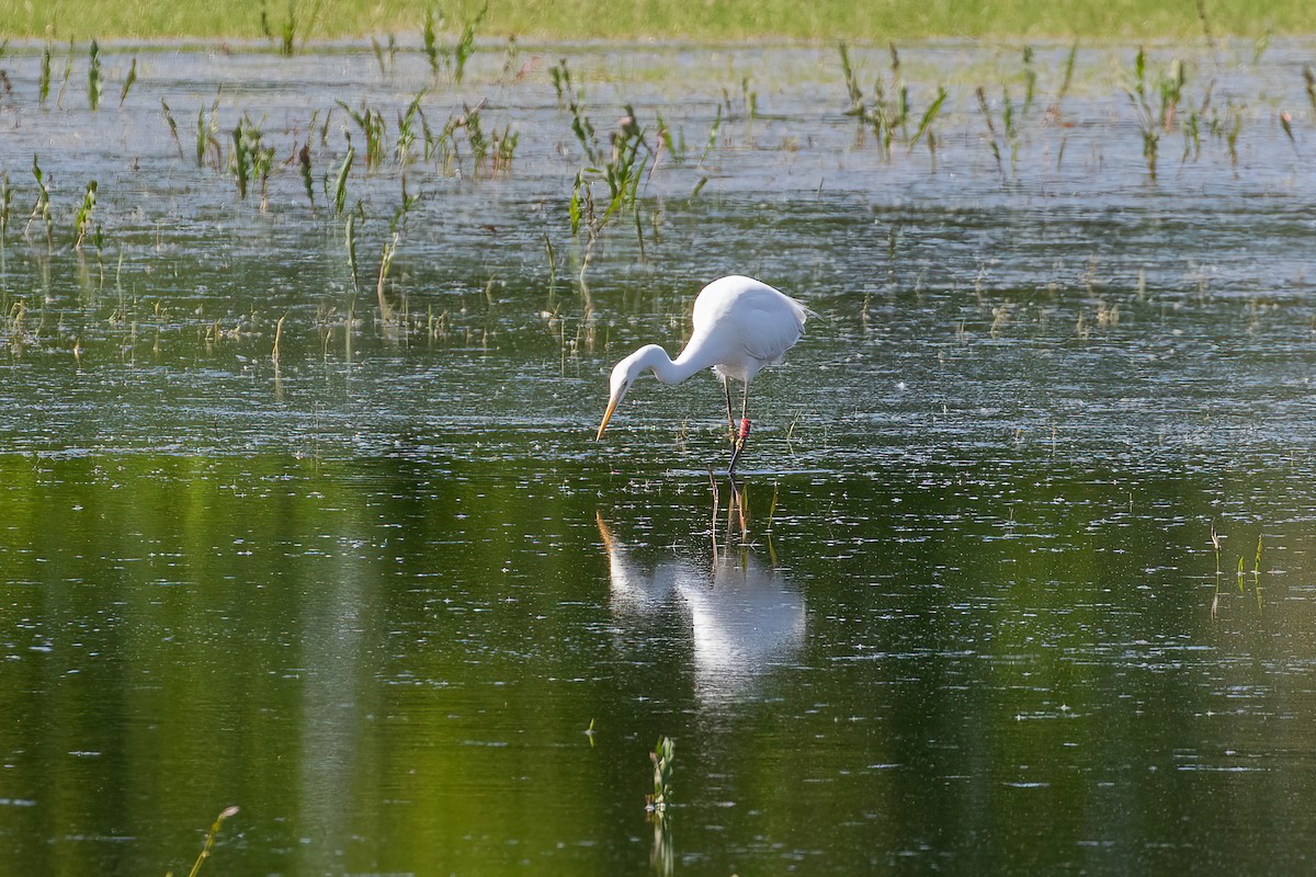 Great Egret - ML619221255