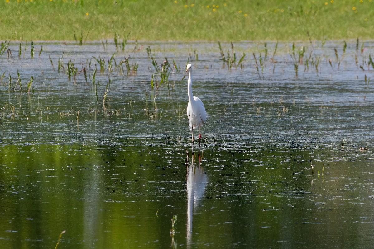 Great Egret - ML619221256