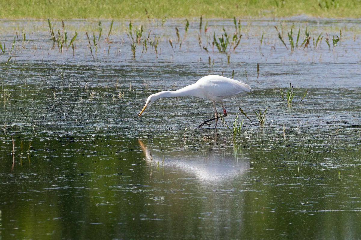 Great Egret - ML619221257