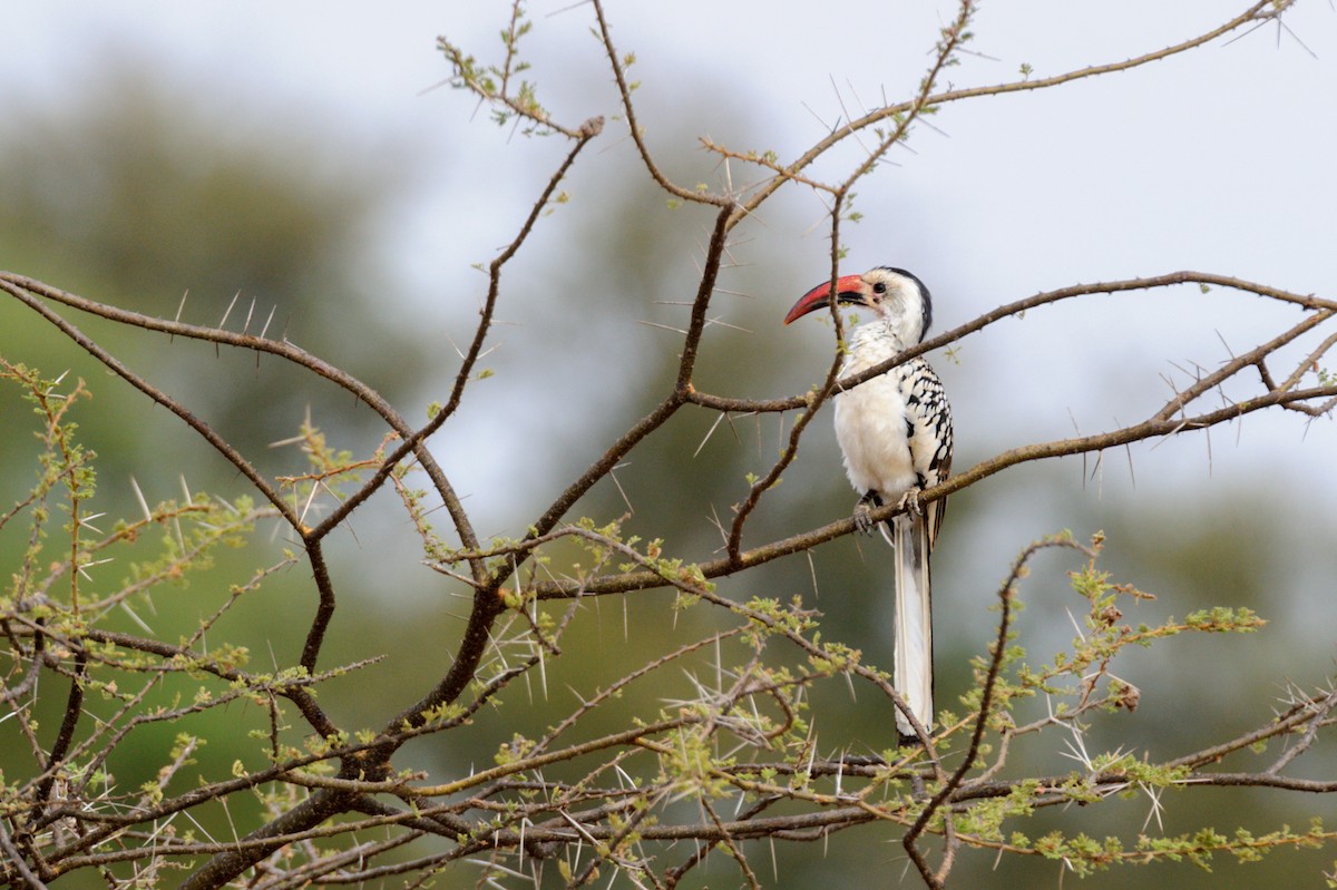 Northern Red-billed Hornbill - Prashant Tewari
