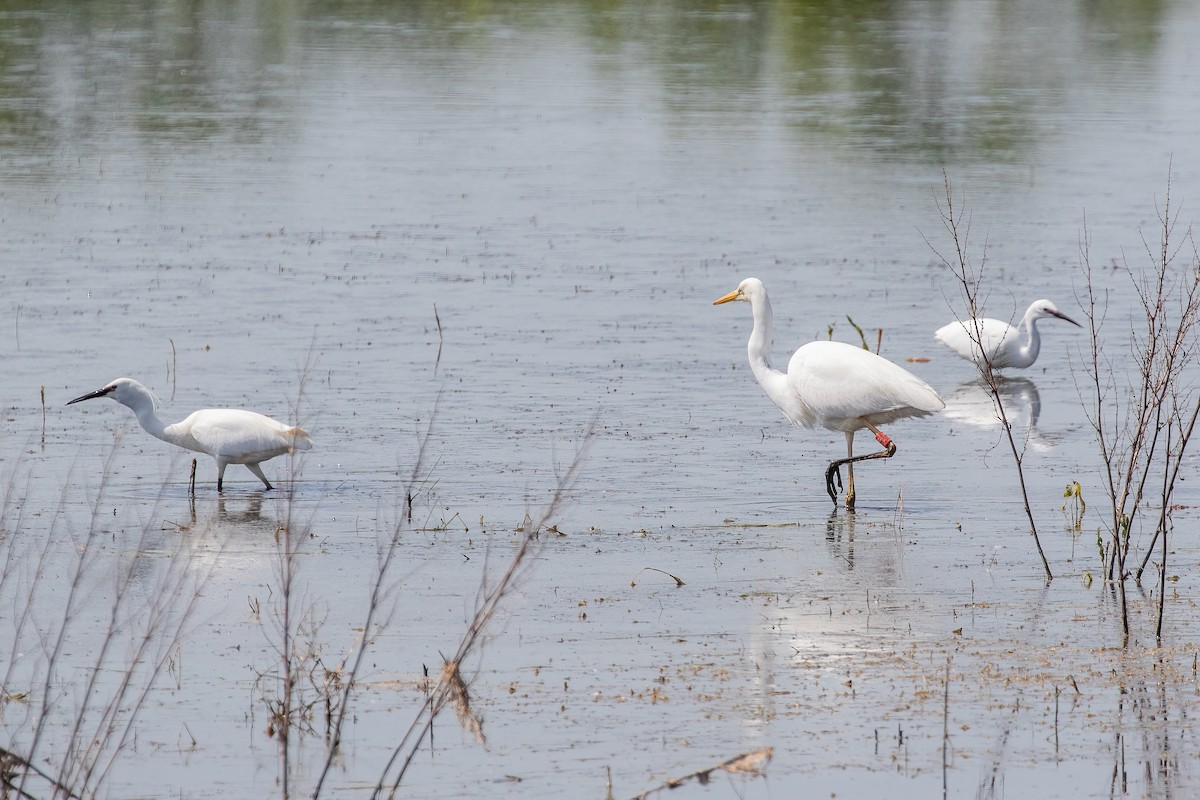 Great Egret - Martin  Flack