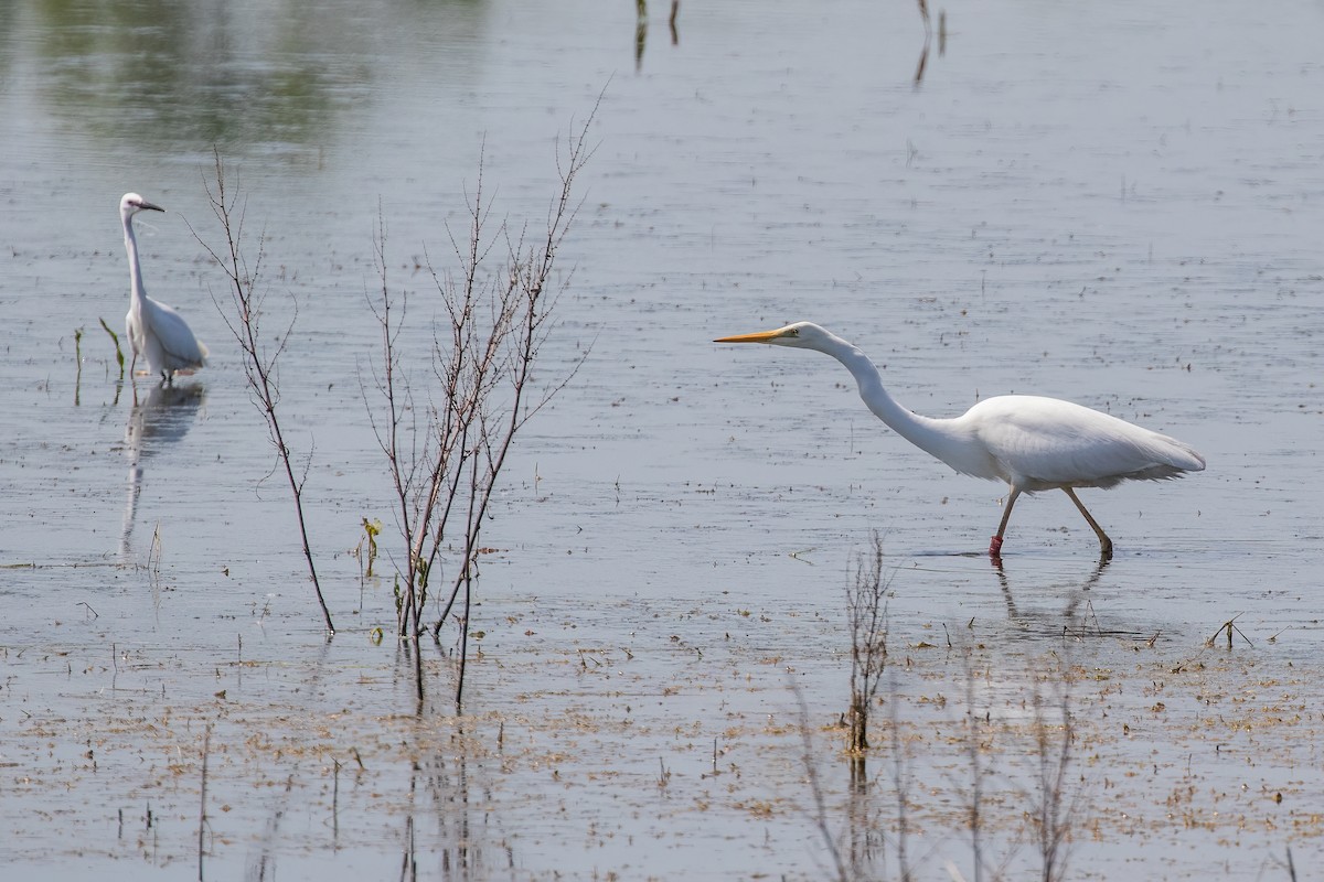 Great Egret - Martin  Flack