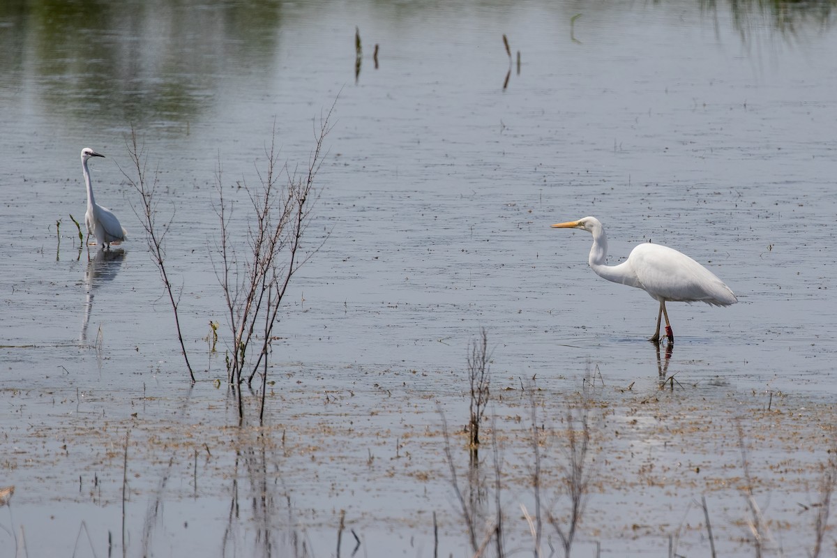 Great Egret - Martin  Flack