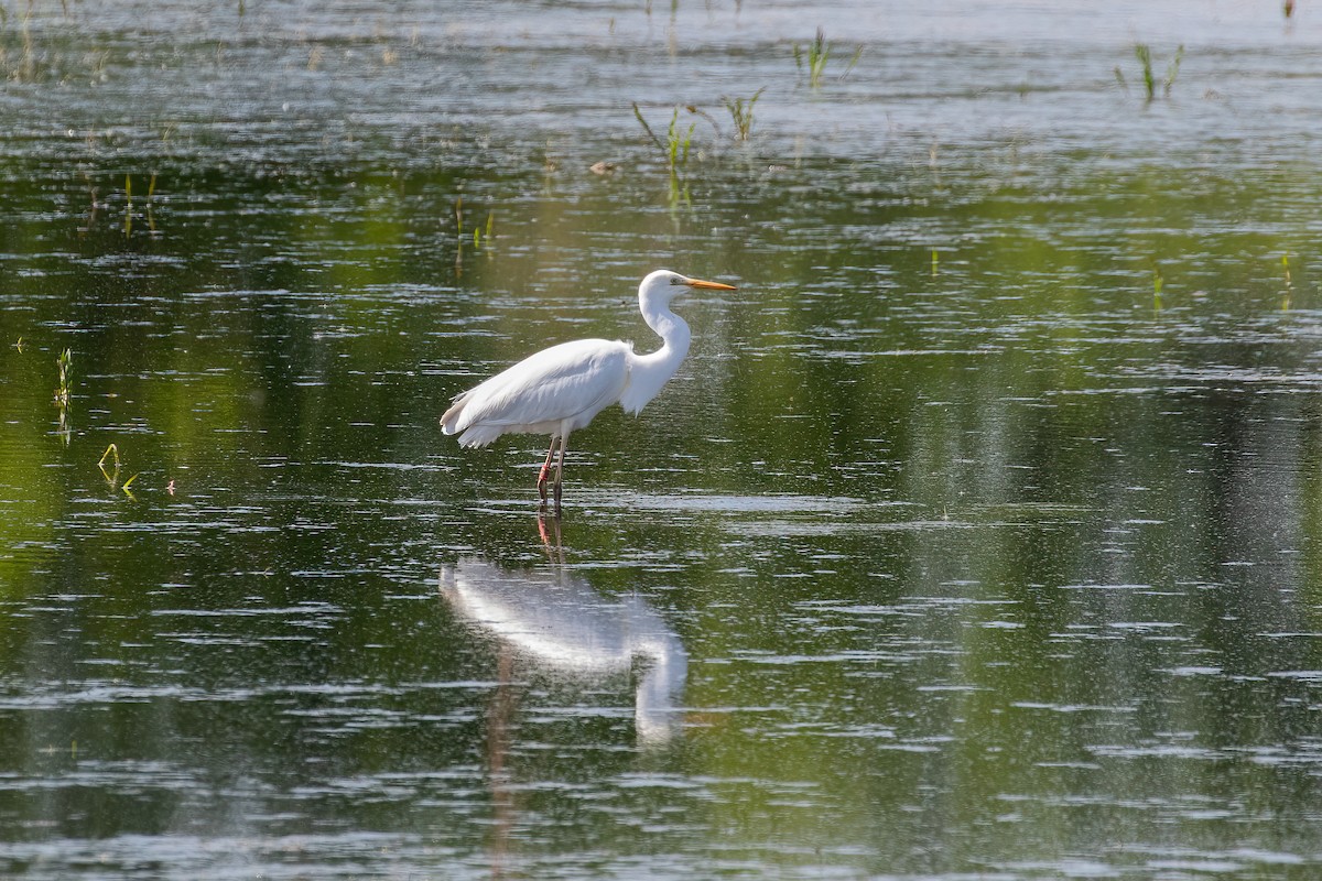 Great Egret - Martin  Flack